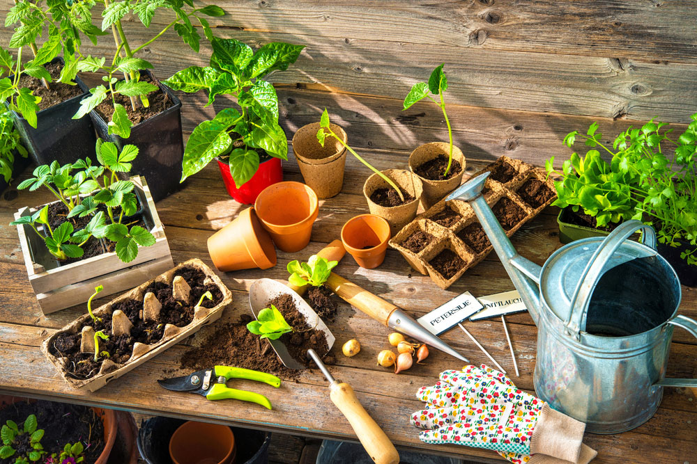 plantas y herramientas para sembrar